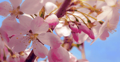 HighPark樱花下周要开了！春日追花攻略：多伦多赏樱花地图集