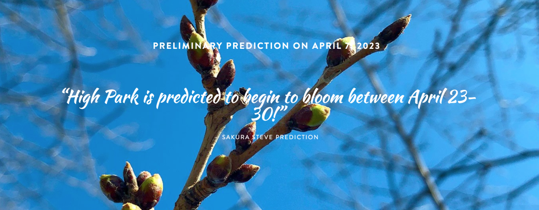 HighPark樱花下周要开了！春日追花攻略：多伦多赏樱花地图集