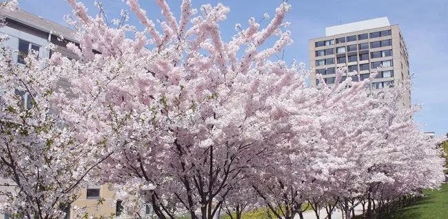 HighPark樱花下周要开了！春日追花攻略：多伦多赏樱花地图集