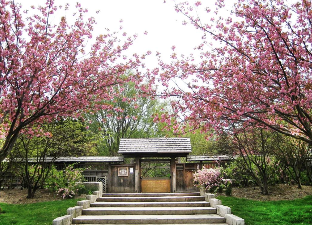 HighPark樱花下周要开了！春日追花攻略：多伦多赏樱花地图集