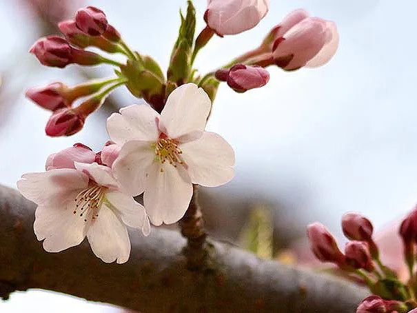 HighPark樱花下周要开了！春日追花攻略：多伦多赏樱花地图集