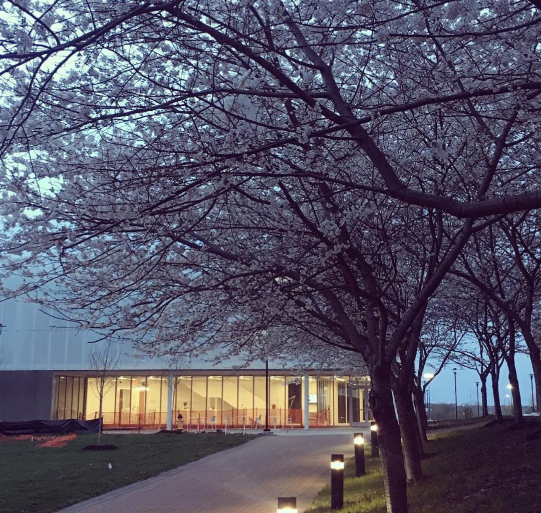 HighPark樱花下周要开了！春日追花攻略：多伦多赏樱花地图集