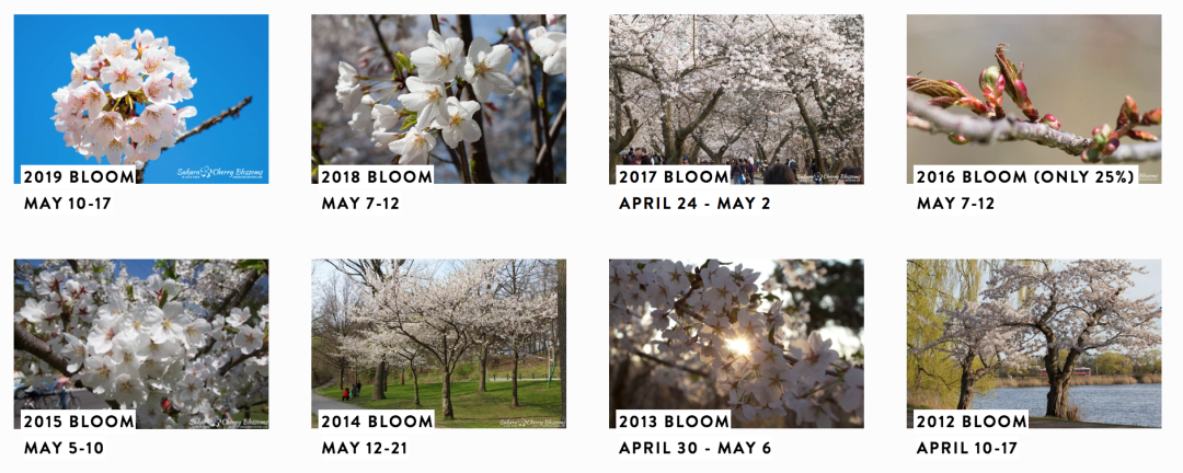 HighPark樱花下周要开了！春日追花攻略：多伦多赏樱花地图集