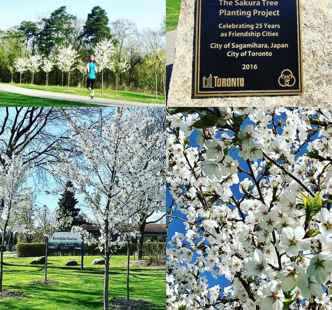 HighPark樱花下周要开了！春日追花攻略：多伦多赏樱花地图集