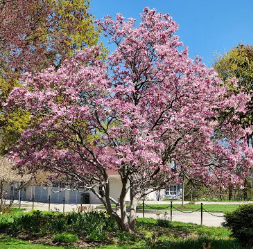 HighPark樱花下周要开了！春日追花攻略：多伦多赏樱花地图集