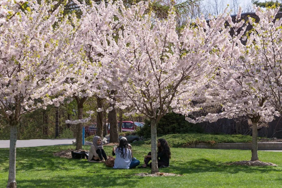 HighPark樱花下周要开了！春日追花攻略：多伦多赏樱花地图集