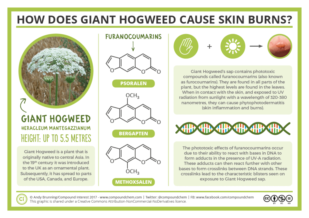 有毒!HomeDepot和Sickkids:快来围观这份有毒植物名单,千万别碰这些花花草草 有毒!HomeDepot和Sickkids:快来围观这份有毒植物名单,千万别碰这些花花草草