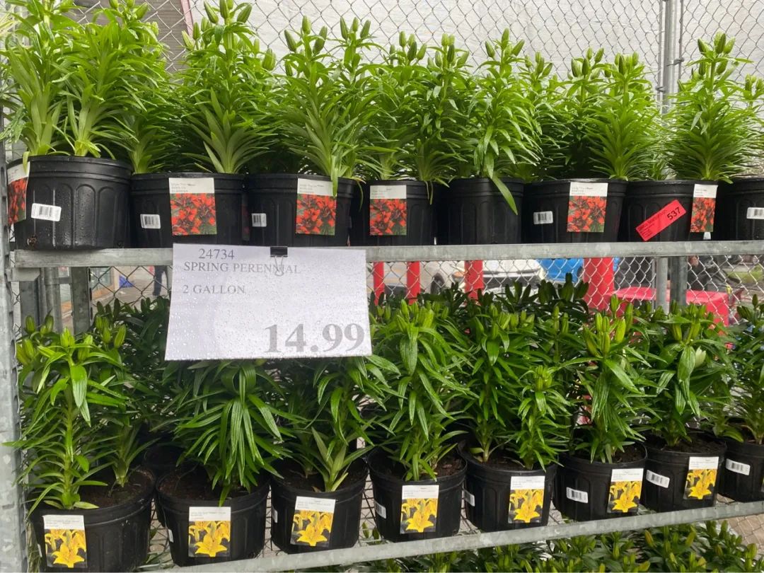 Costco本周门店实拍：在大大的超市里挖啊挖啊挖，赚多少钱都不够我来这儿花