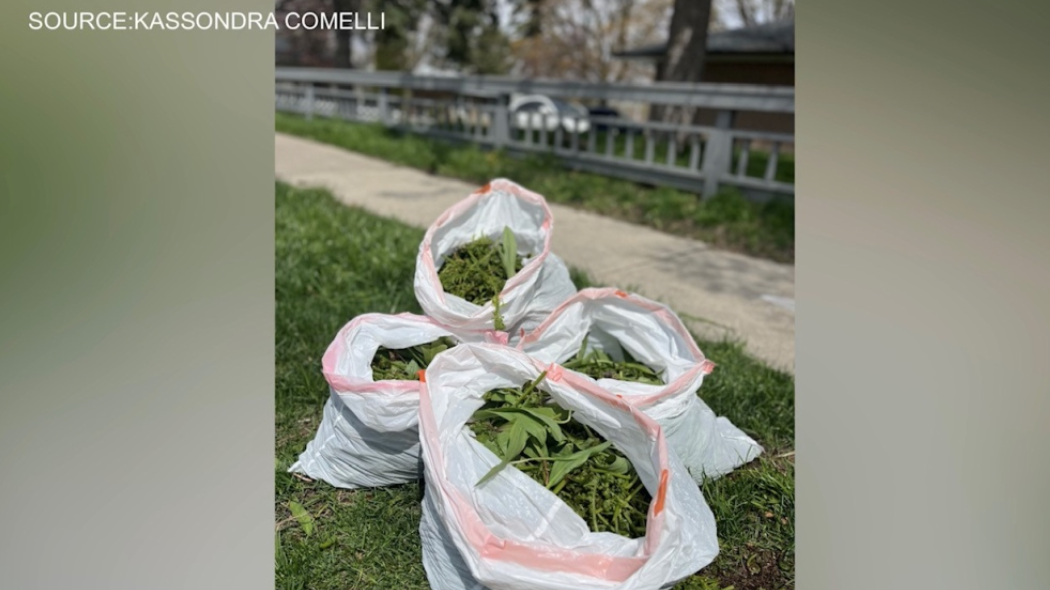 公园里的野菜不能乱挖,石头也不要捡!多伦多市政:最高罚款2.5万 公园里的野菜不能乱挖,石头也不要捡!多伦多市政:最高罚款2.5万