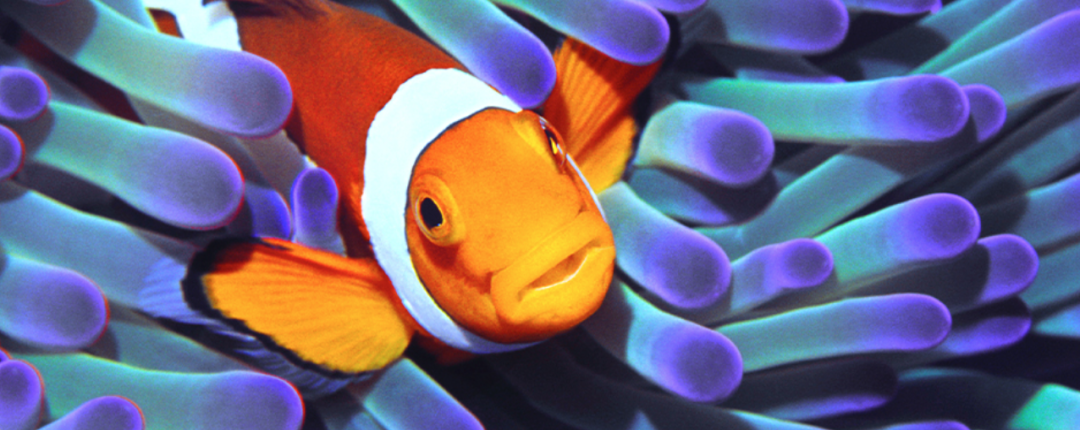 多伦多图书馆福利:景点门票升级“云抢票”!水族馆、动物园免费玩! 多伦多图书馆福利:景点门票升级“云抢票”!水族馆、动物园免费玩!