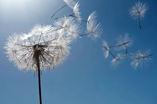春日反恐“一次杀死一棵蒲公英”!喷、挖、捂...蒲公英:我想开了!毁灭吧~人类! 春日反恐“一次杀死一棵蒲公英”!喷、挖、捂...蒲公英:我想开了!毁灭吧~人类!