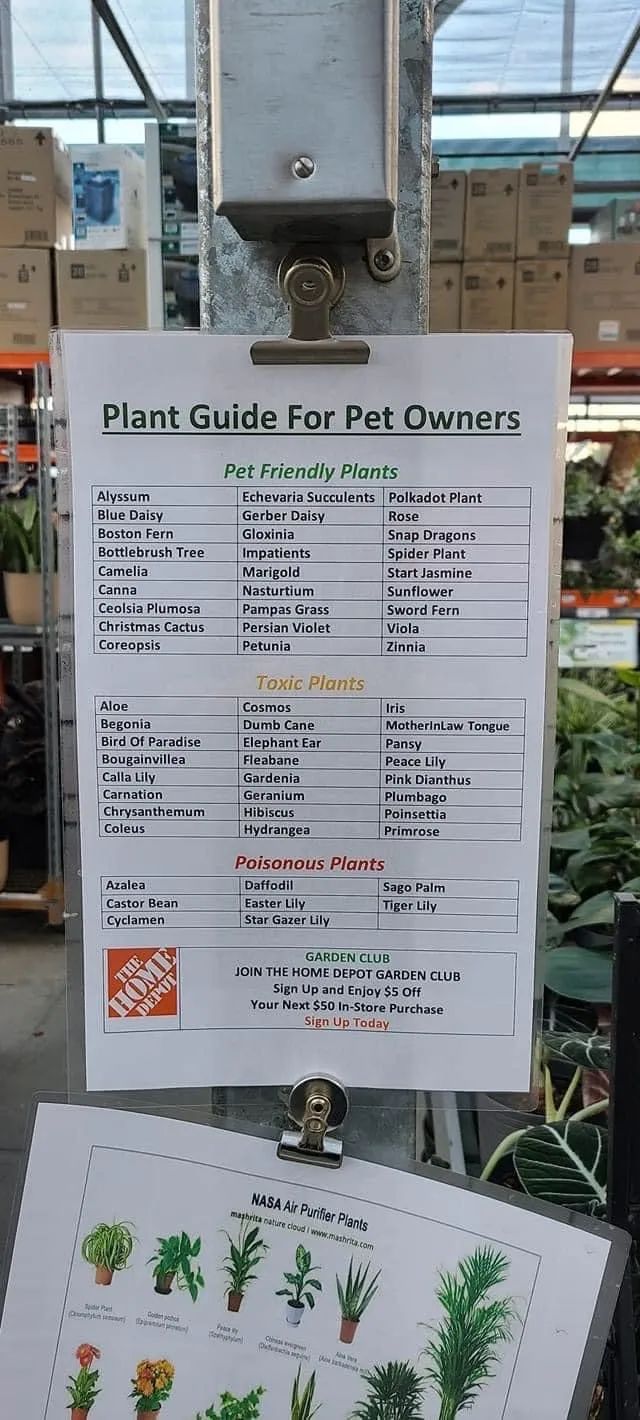 有毒！HomeDepot和Sickkids：快来围观这份有毒植物名单，千万别碰这些花花草草