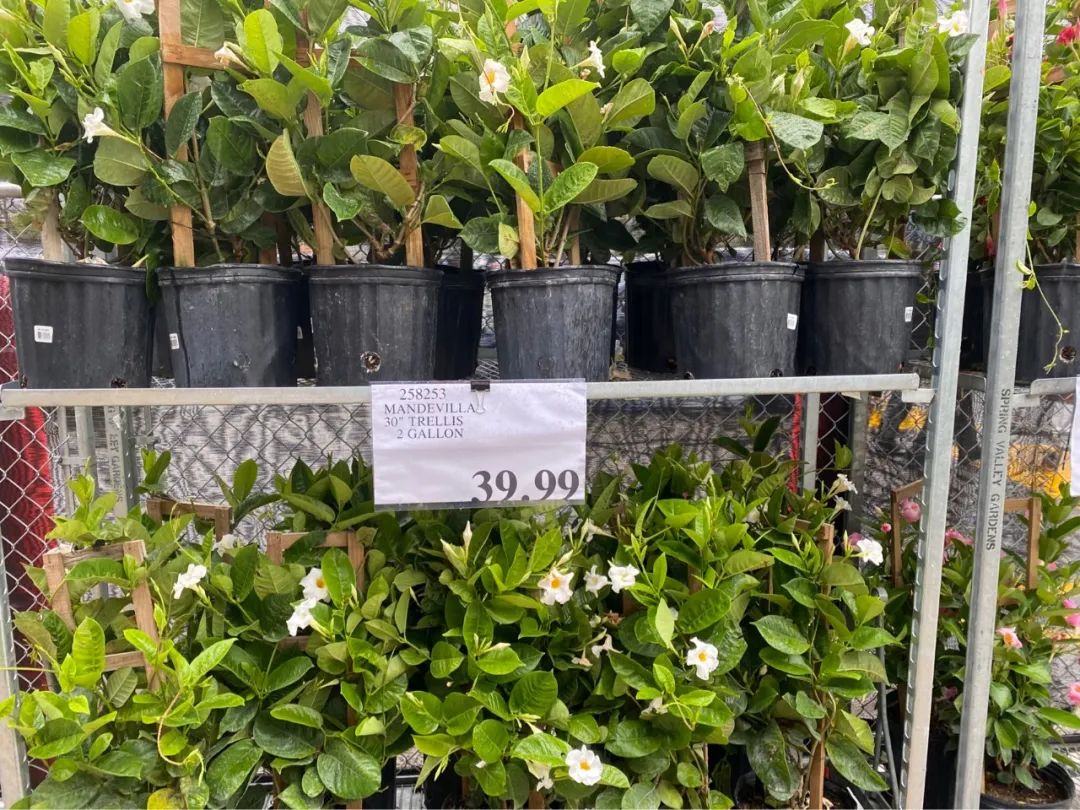 Costco本周门店实拍：在大大的超市里挖啊挖啊挖，赚多少钱都不够我来这儿花