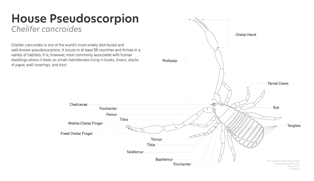 网友：枕头里有“蝎子”是正常的吗？安省已有220起虫害报告：像蝎子又像蜘蛛！（海量虫图，慎点！）