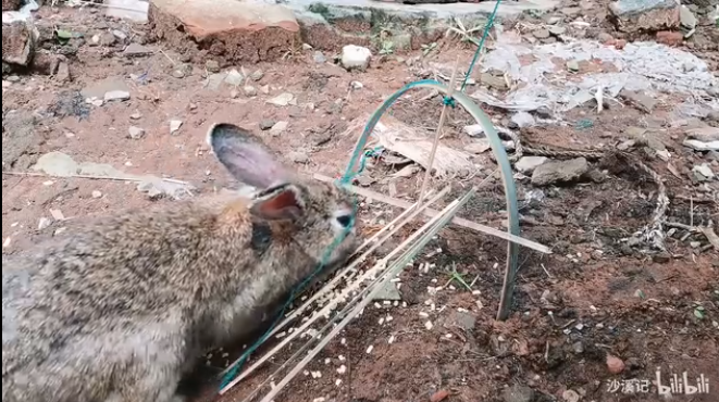 绝不认怂！后院野兔驱赶技术流：物理攻击和魔法攻击叠buff