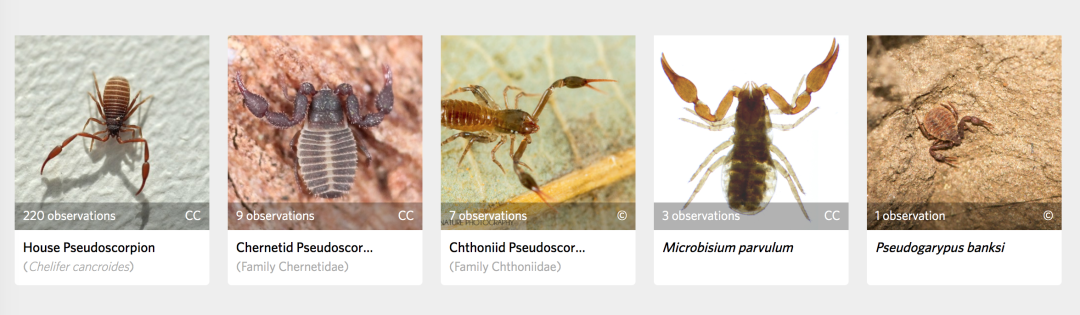 网友：枕头里有“蝎子”是正常的吗？安省已有220起虫害报告：像蝎子又像蜘蛛！（海量虫图，慎点！）