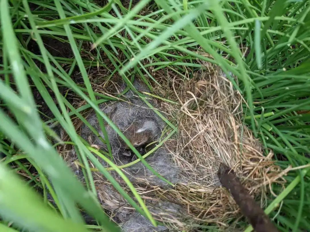 绝不认怂！后院野兔驱赶技术流：物理攻击和魔法攻击叠buff