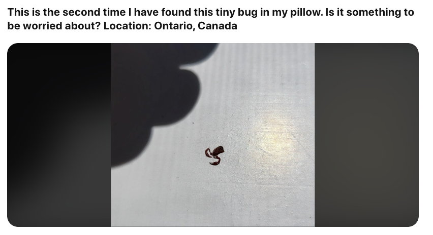 网友：枕头里有“蝎子”是正常的吗？安省已有220起虫害报告：像蝎子又像蜘蛛！（海量虫图，慎点！）