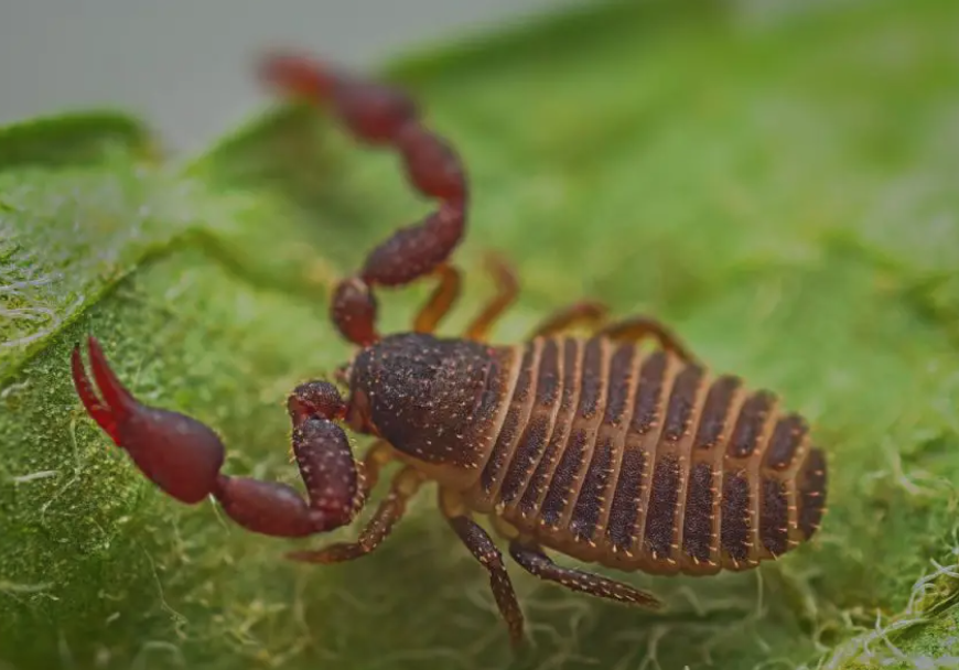 网友：枕头里有“蝎子”是正常的吗？安省已有220起虫害报告：像蝎子又像蜘蛛！（海量虫图，慎点！）