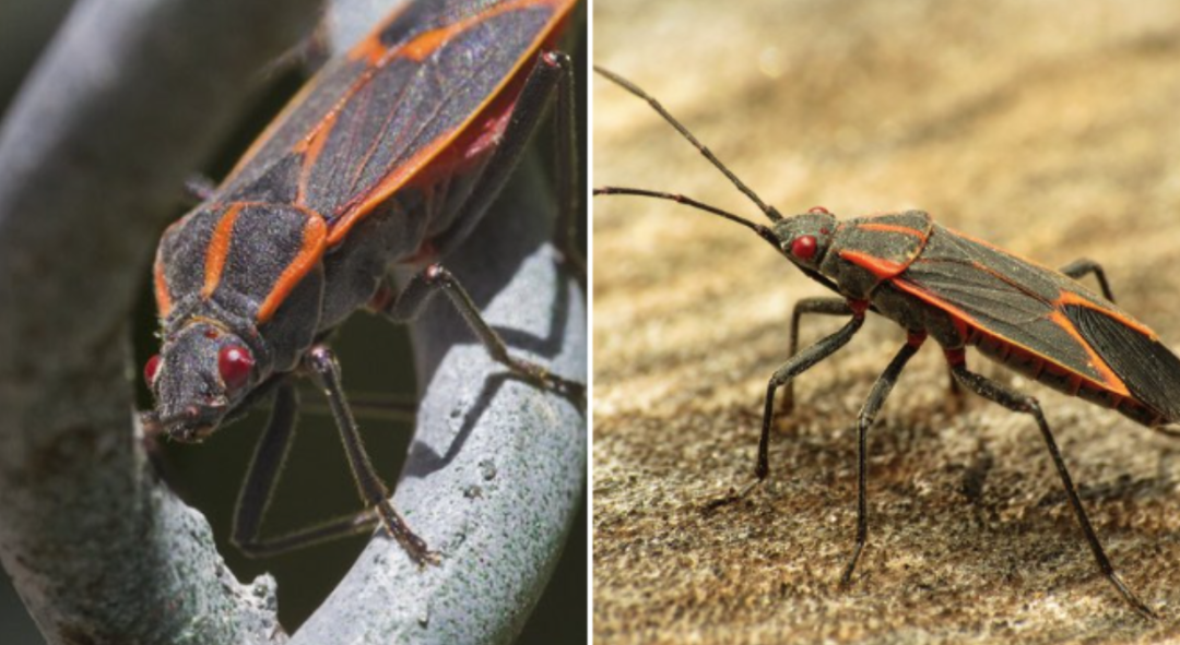 网友：枕头里有“蝎子”是正常的吗？安省已有220起虫害报告：像蝎子又像蜘蛛！（海量虫图，慎点！）