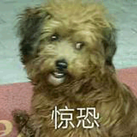 网友：枕头里有“蝎子”是正常的吗？安省已有220起虫害报告：像蝎子又像蜘蛛！（海量虫图，慎点！）