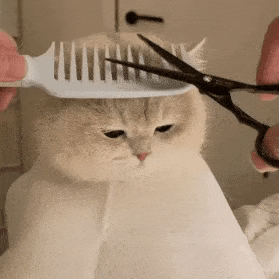 绝不认怂!后院野兔驱赶技术流:物理攻击和魔法攻击叠buff 绝不认怂!后院野兔驱赶技术流:物理攻击和魔法攻击叠buff