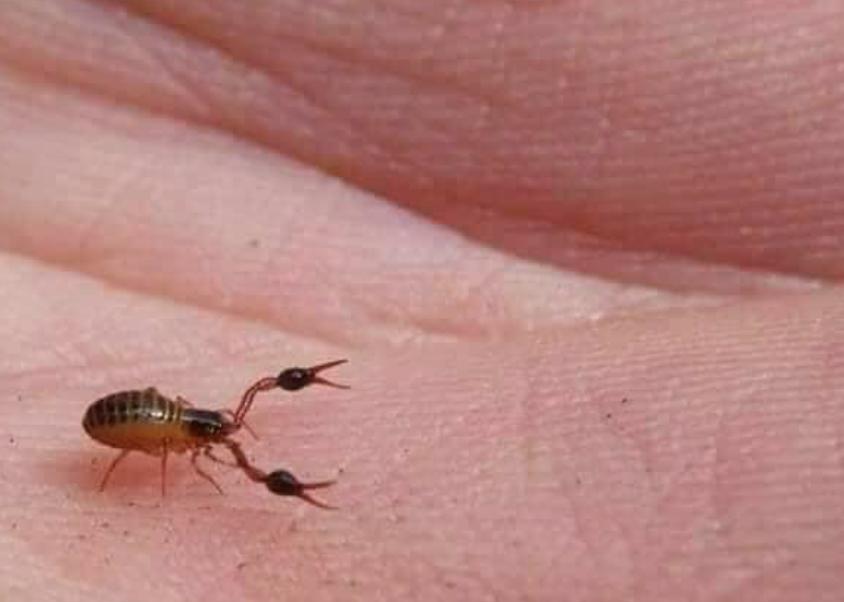 网友：枕头里有“蝎子”是正常的吗？安省已有220起虫害报告：像蝎子又像蜘蛛！（海量虫图，慎点！）