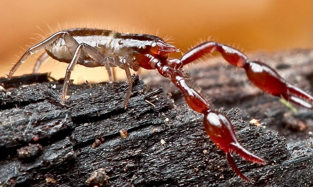 网友：枕头里有“蝎子”是正常的吗？安省已有220起虫害报告：像蝎子又像蜘蛛！（海量虫图，慎点！）