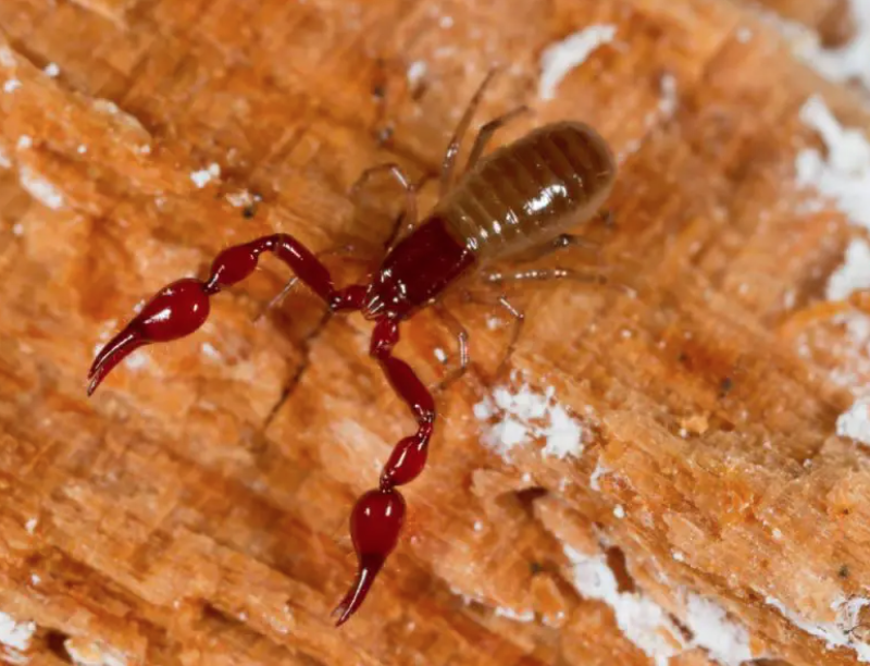 网友：枕头里有“蝎子”是正常的吗？安省已有220起虫害报告：像蝎子又像蜘蛛！（海量虫图，慎点！）