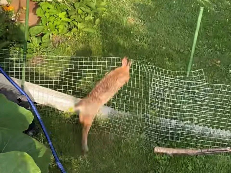 绝不认怂！后院野兔驱赶技术流：物理攻击和魔法攻击叠buff