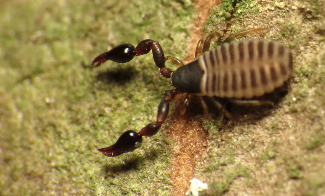 网友：枕头里有“蝎子”是正常的吗？安省已有220起虫害报告：像蝎子又像蜘蛛！（海量虫图，慎点！）