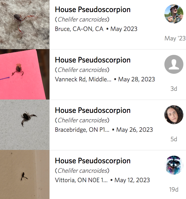 网友：枕头里有“蝎子”是正常的吗？安省已有220起虫害报告：像蝎子又像蜘蛛！（海量虫图，慎点！）