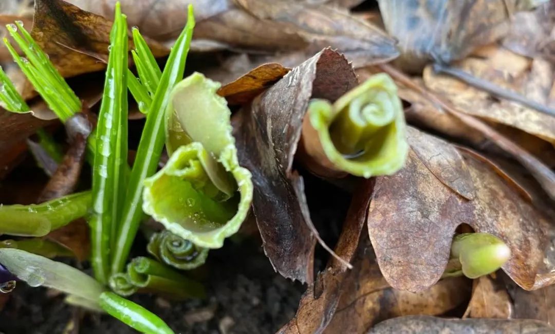 绝不认怂！后院野兔驱赶技术流：物理攻击和魔法攻击叠buff