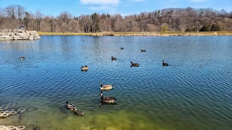 【谷歌评分4.5+】不远不出城：多伦多4个野餐+烧烤体验感超好的公园