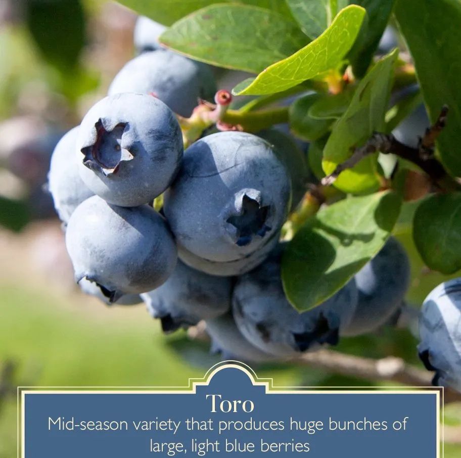 最新线报：蓝莓熟了！盘一盘多伦多可以摘红莓、蓝莓、黑莓的农场