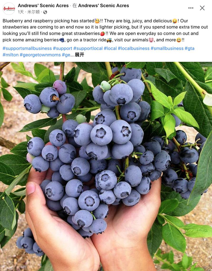 最新线报：蓝莓熟了！盘一盘多伦多可以摘红莓、蓝莓、黑莓的农场