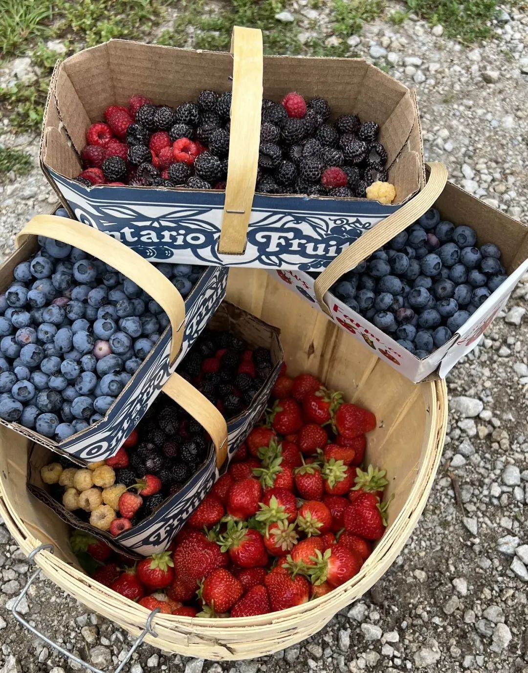 最新线报：蓝莓熟了！盘一盘多伦多可以摘红莓、蓝莓、黑莓的农场