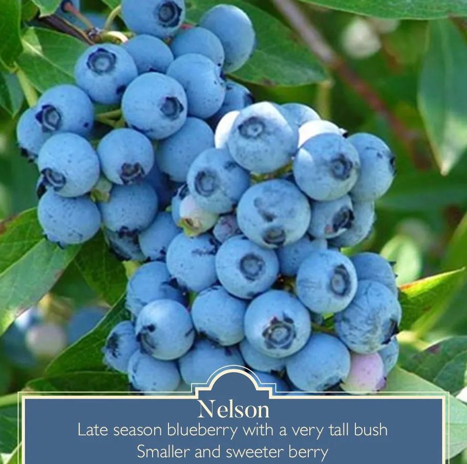 最新线报：蓝莓熟了！盘一盘多伦多可以摘红莓、蓝莓、黑莓的农场