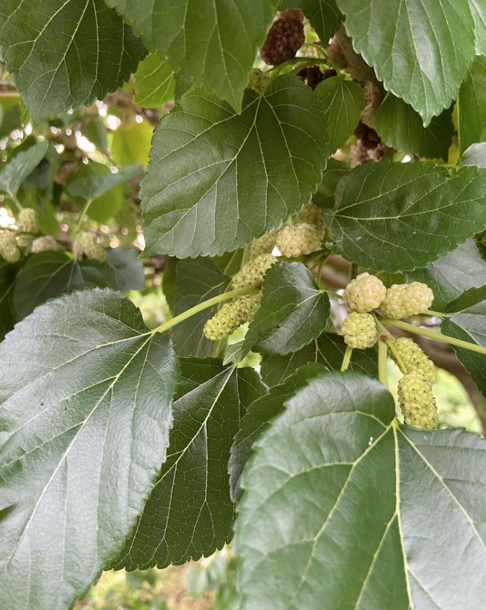 最新线报：蓝莓熟了！盘一盘多伦多可以摘红莓、蓝莓、黑莓的农场