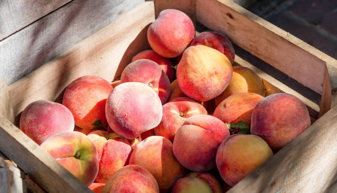 桃子熟了，提前开采！多伦多周边摘桃子农场盘点！