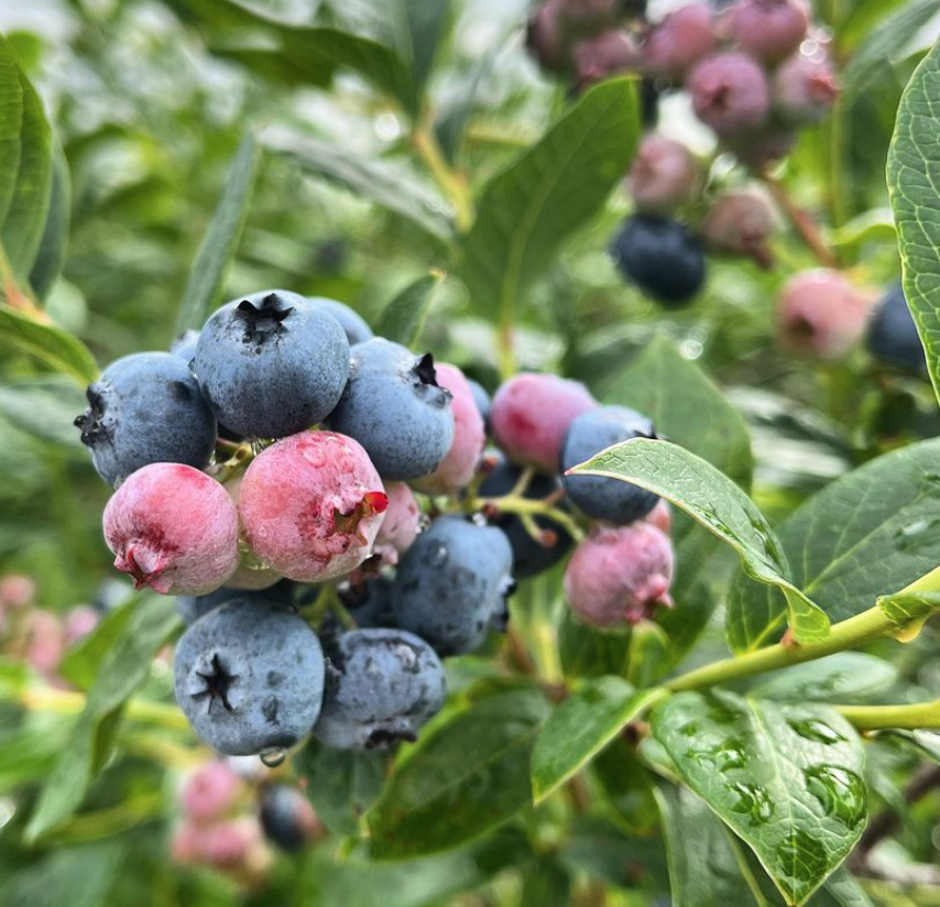 桃子熟了，提前开采！多伦多周边摘桃子农场盘点！