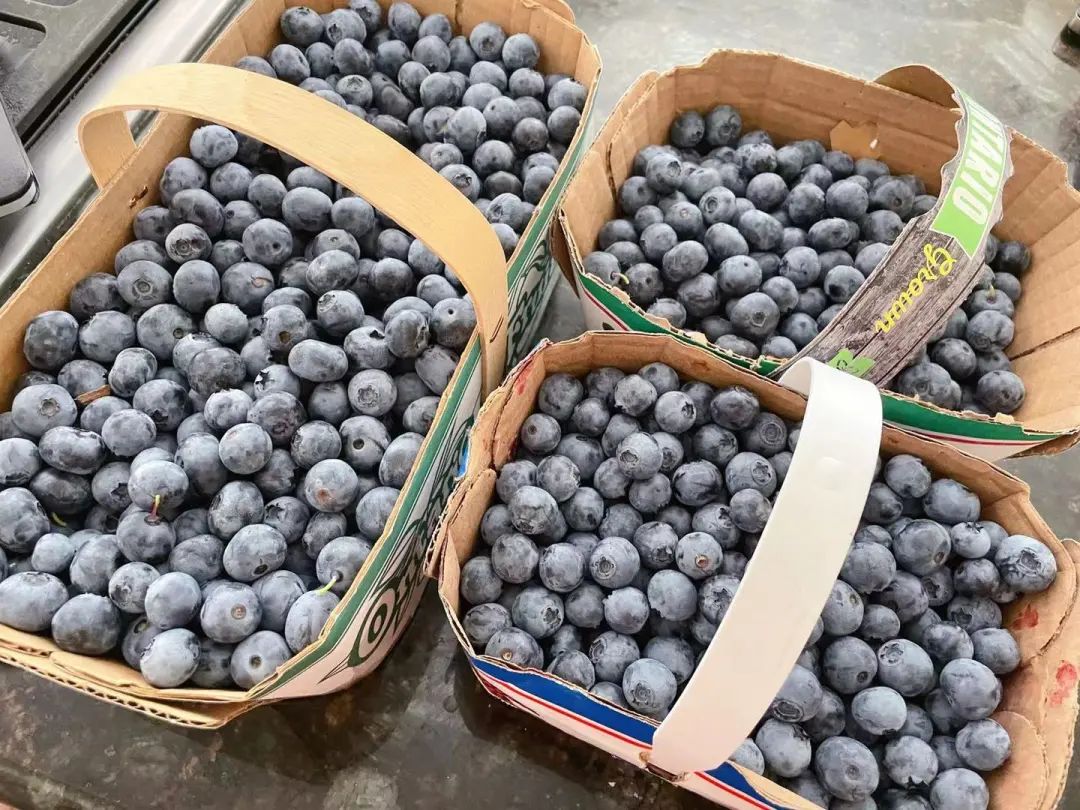 桃子熟了，提前开采！多伦多周边摘桃子农场盘点！