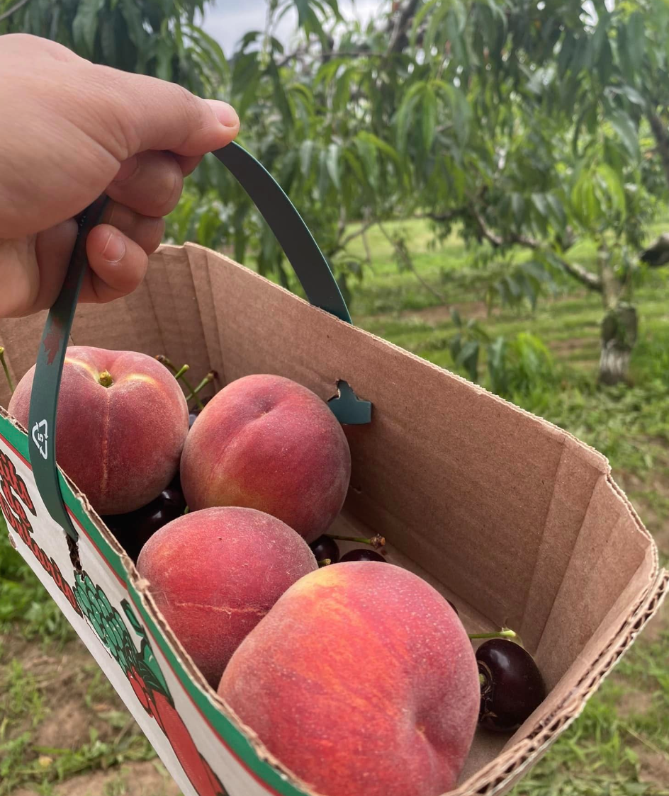 桃子熟了，提前开采！多伦多周边摘桃子农场盘点！