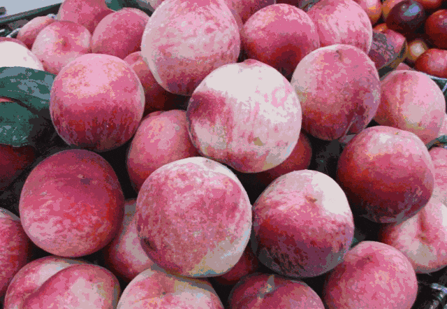 桃子熟了，提前开采！多伦多周边摘桃子农场盘点！