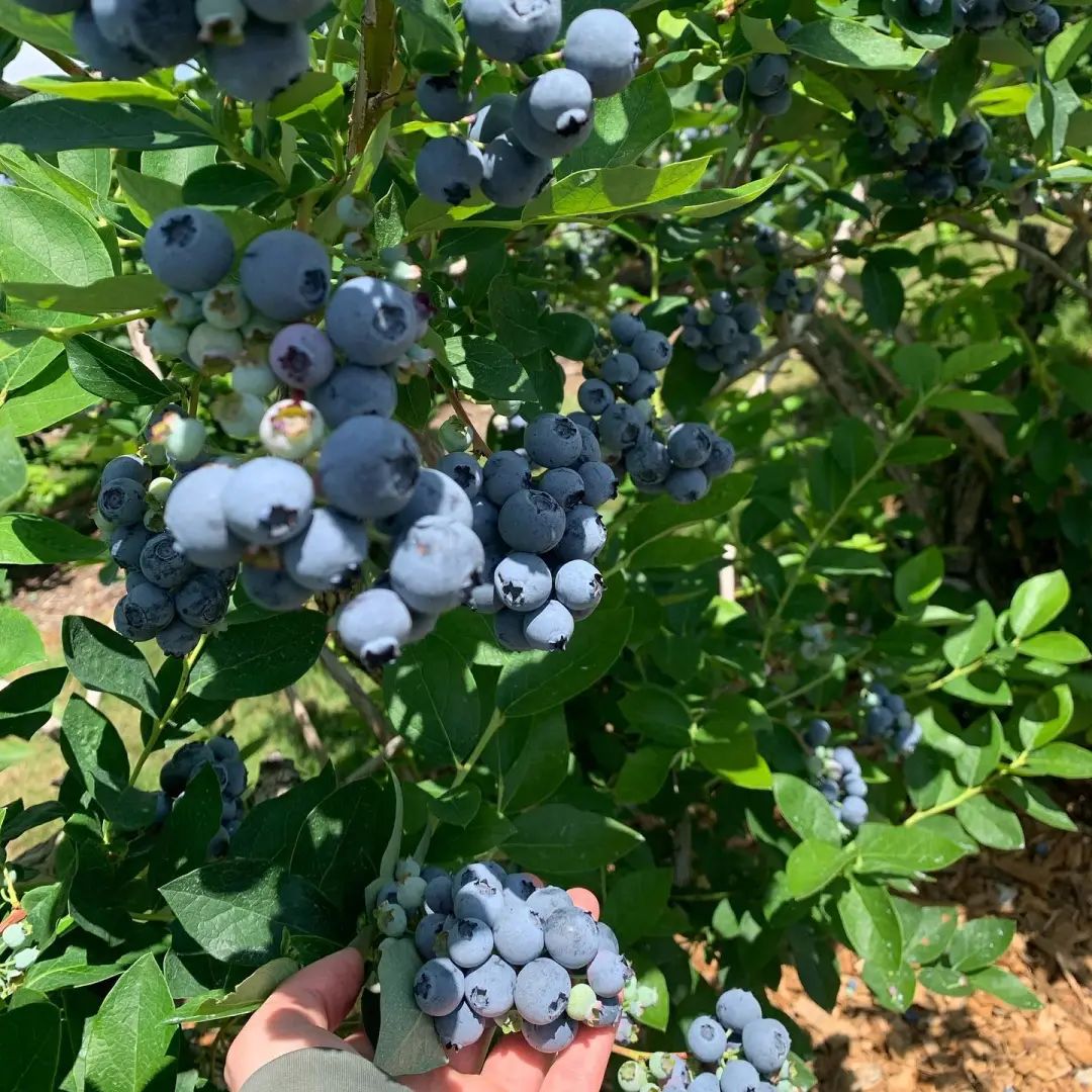 桃子熟了，提前开采！多伦多周边摘桃子农场盘点！