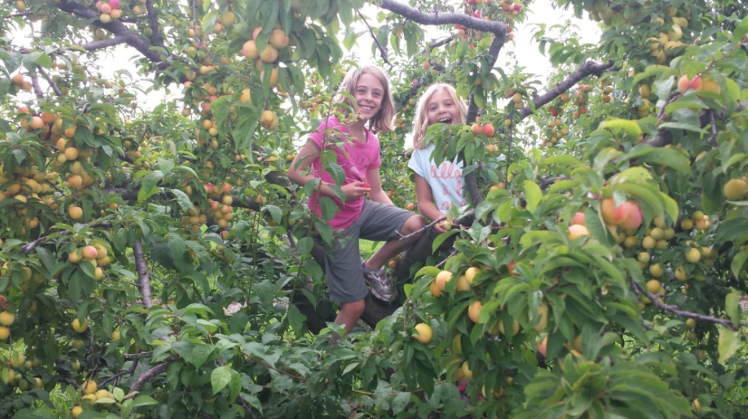 桃子熟了，提前开采！多伦多周边摘桃子农场盘点！
