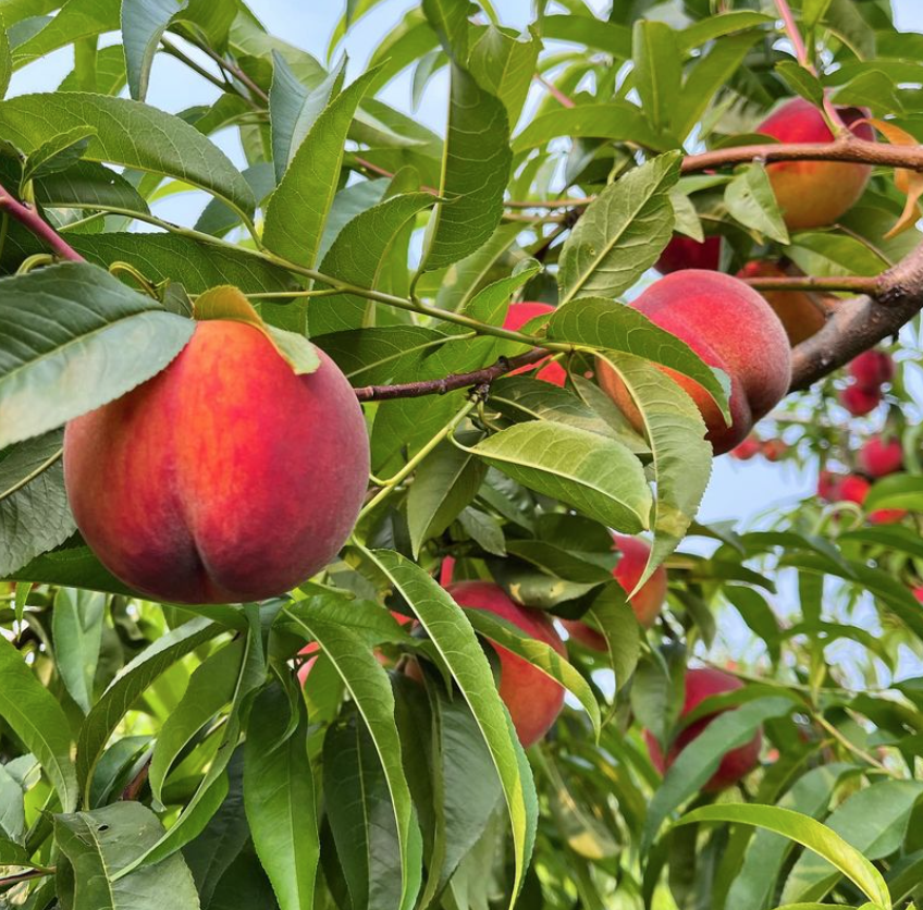 桃子熟了，提前开采！多伦多周边摘桃子农场盘点！