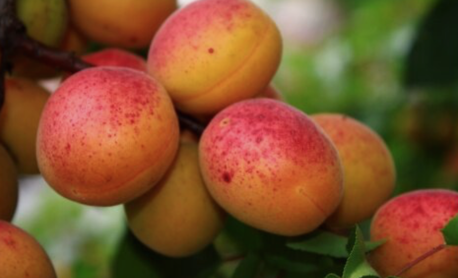 桃子熟了，提前开采！多伦多周边摘桃子农场盘点！