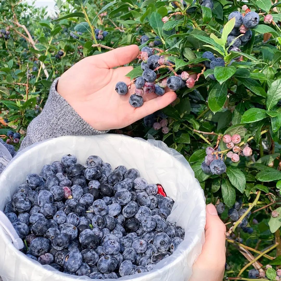 桃子熟了，提前开采！多伦多周边摘桃子农场盘点！