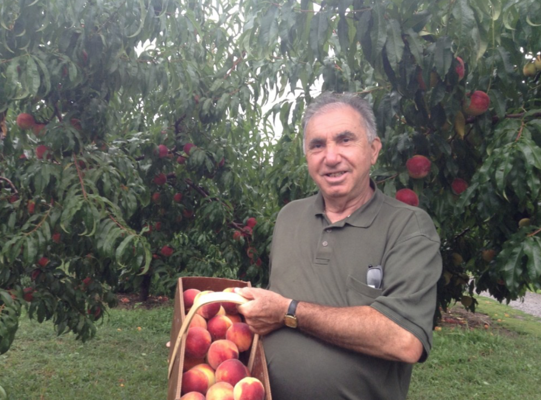 桃子熟了，提前开采！多伦多周边摘桃子农场盘点！